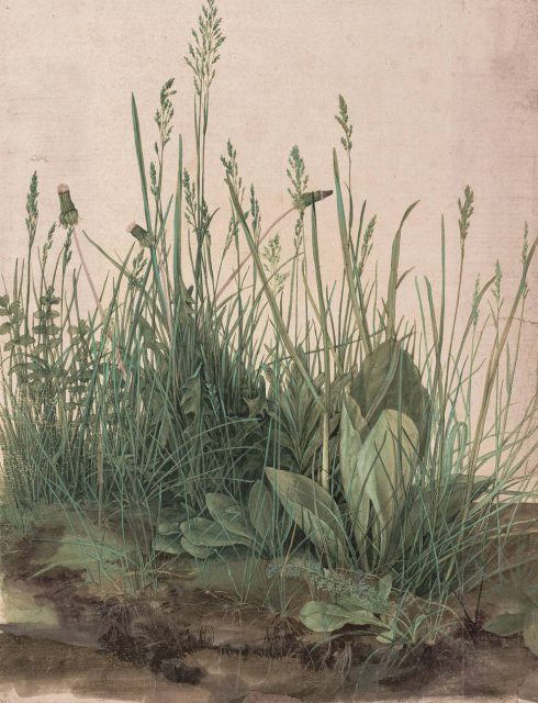 Fascynacja roślinnością w galerii sztuki wieden wiedenska galeria sztuki durera