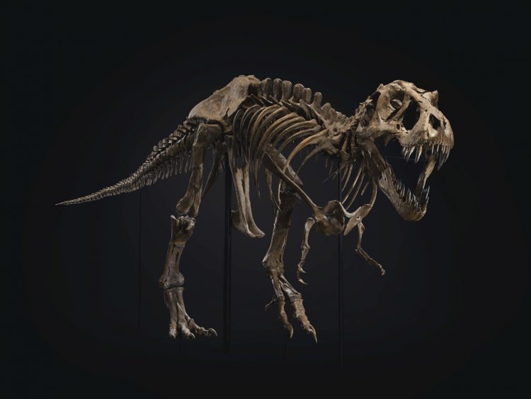 dinozaur, szkielet na aukcji sztuki w domu aukcyjnym christie